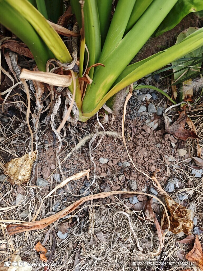 蘭草根部特寫