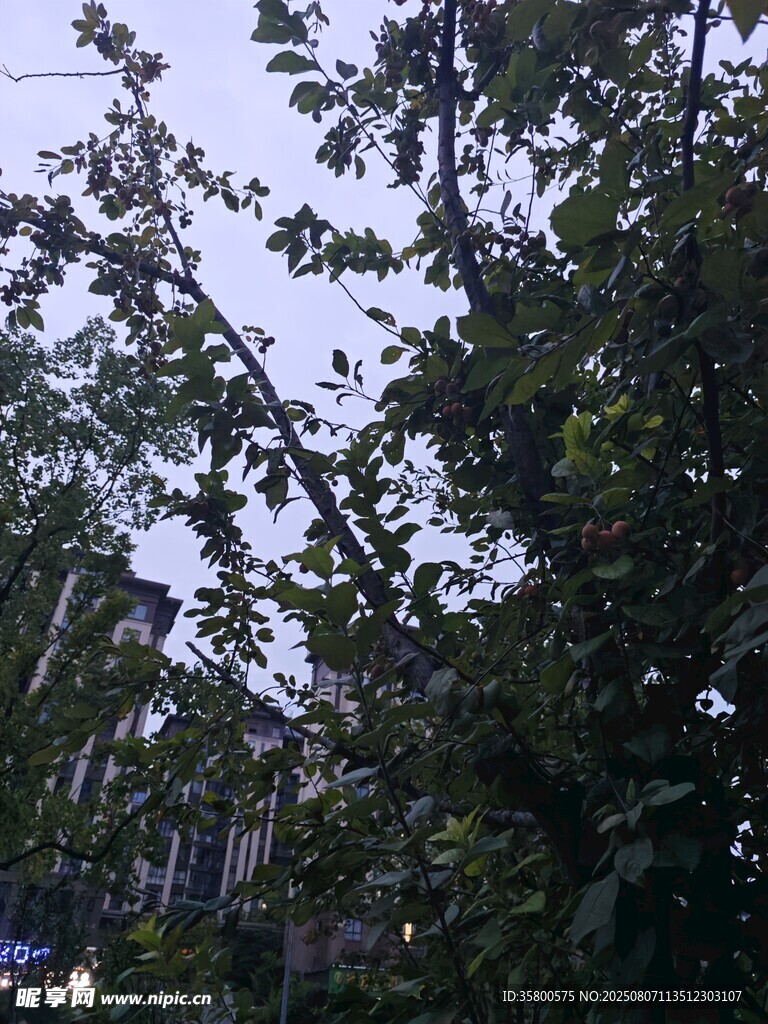 繁茂綠樹