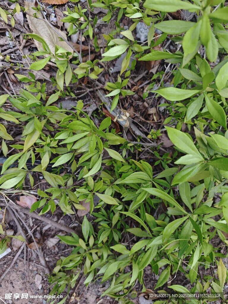 綠葉植物近景特寫