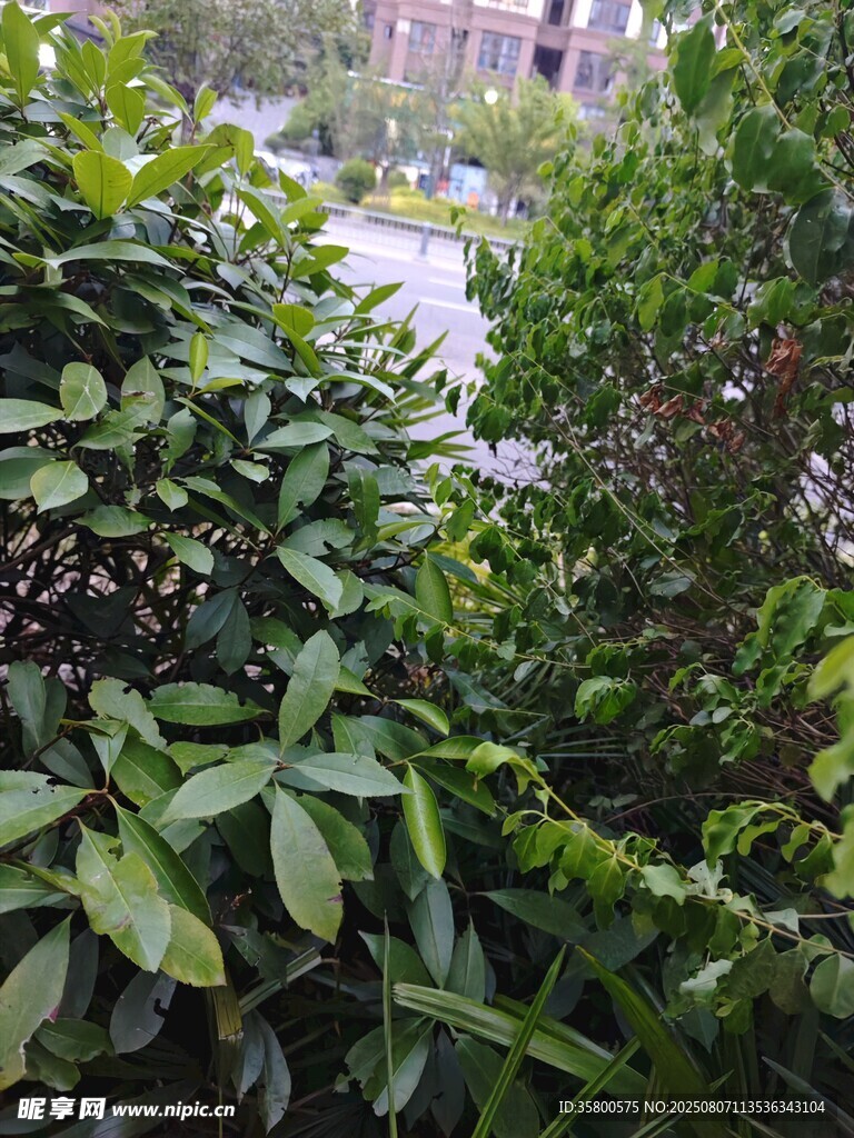 綠葉繁茂的灌木叢