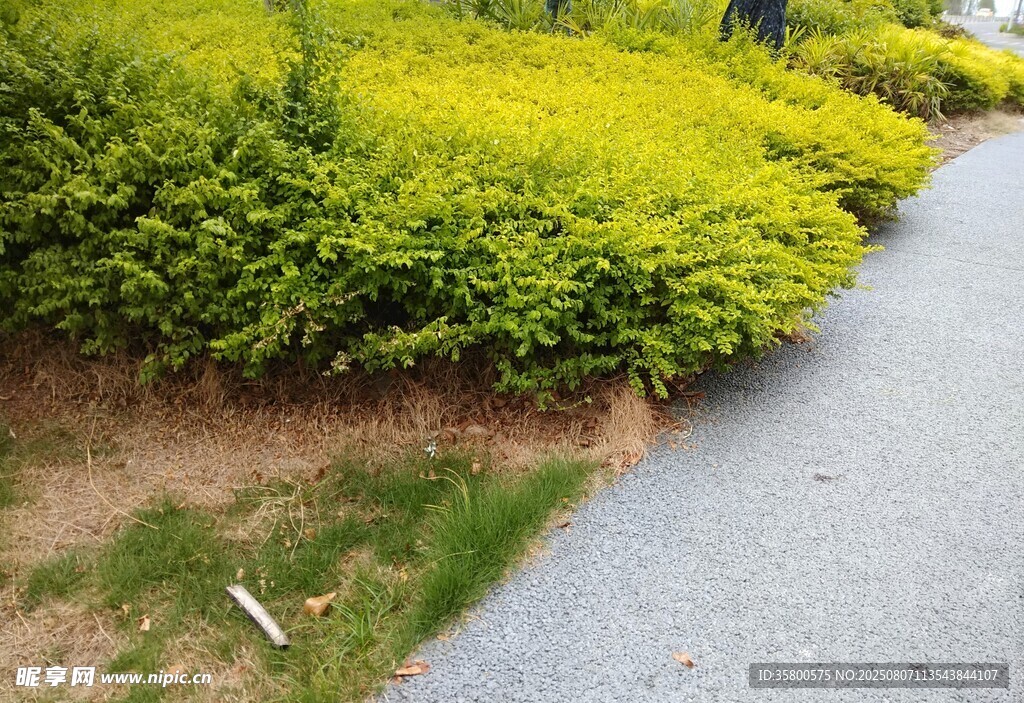 路邊黃綠相間的灌木叢