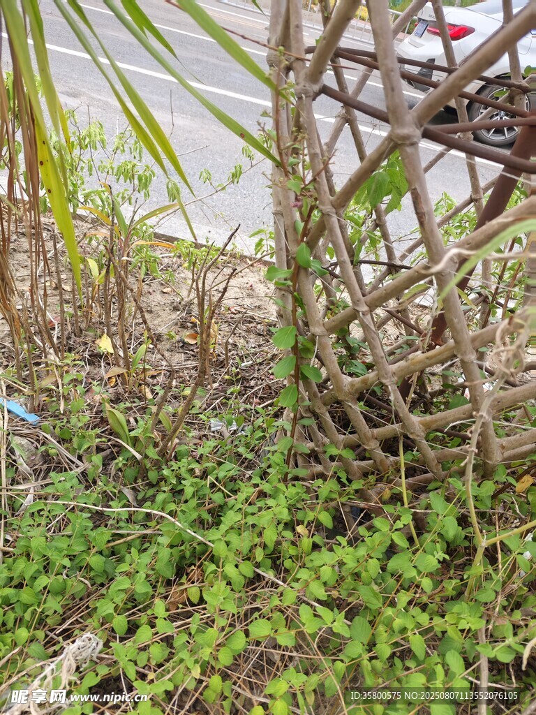 藤蔓纏繞的綠植景觀