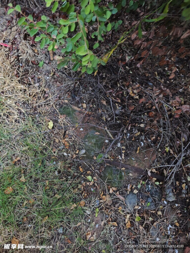 地面上的落葉與綠色植被