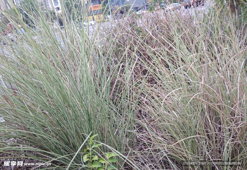 野外叢生的綠色草本植物