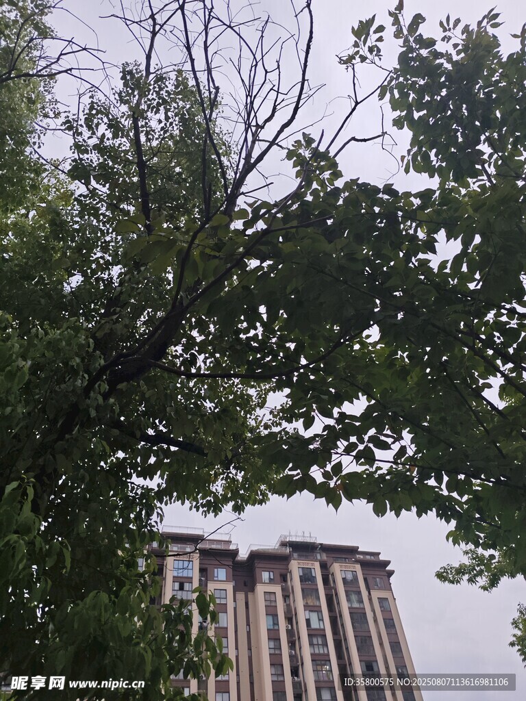 綠樹掩映下的高樓