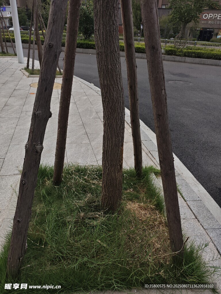 路邊支撐樹木的木桿與草地