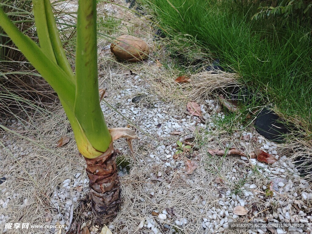 棕櫚樹根部特寫