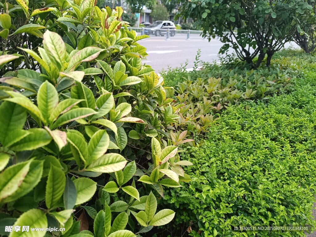路邊翠綠繁茂的植物景觀