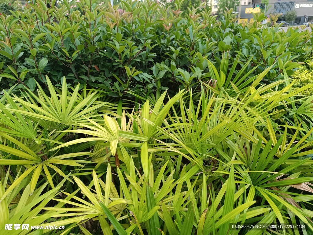翠綠繁茂的熱帶植物景觀