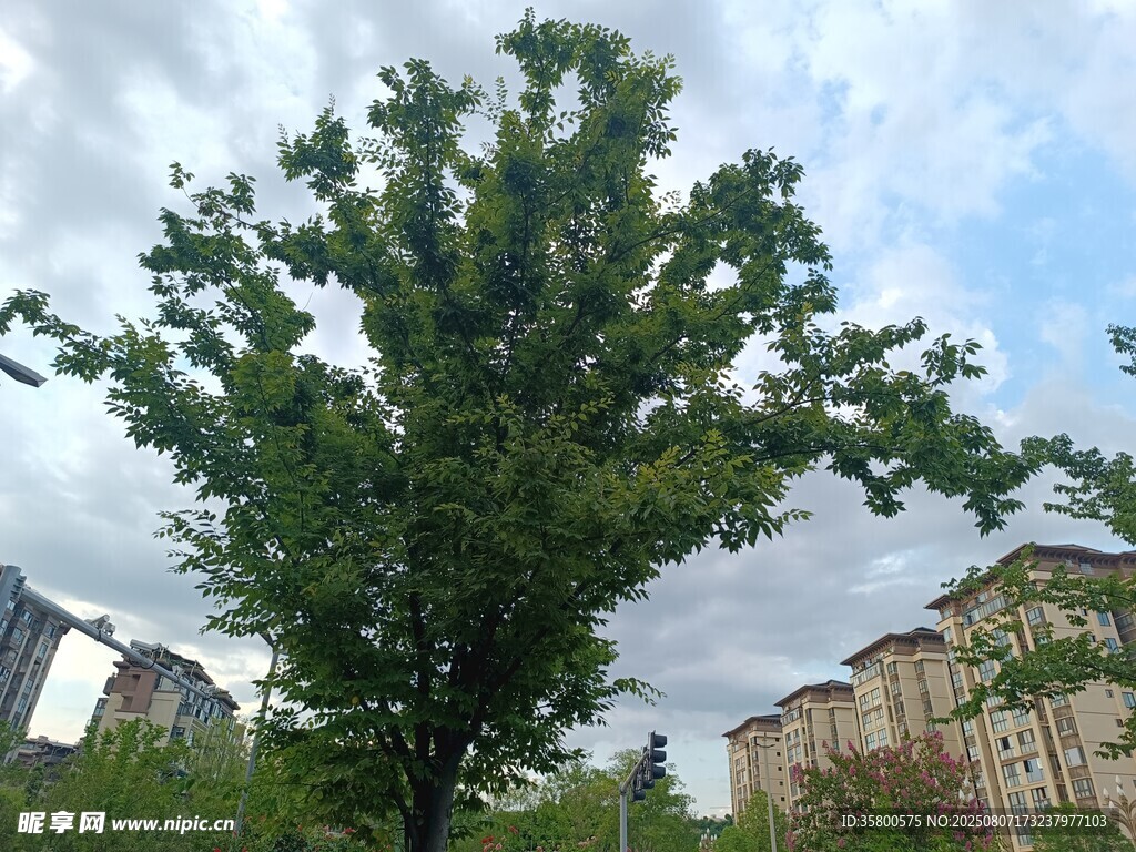 城市中挺拔的綠樹(shù)