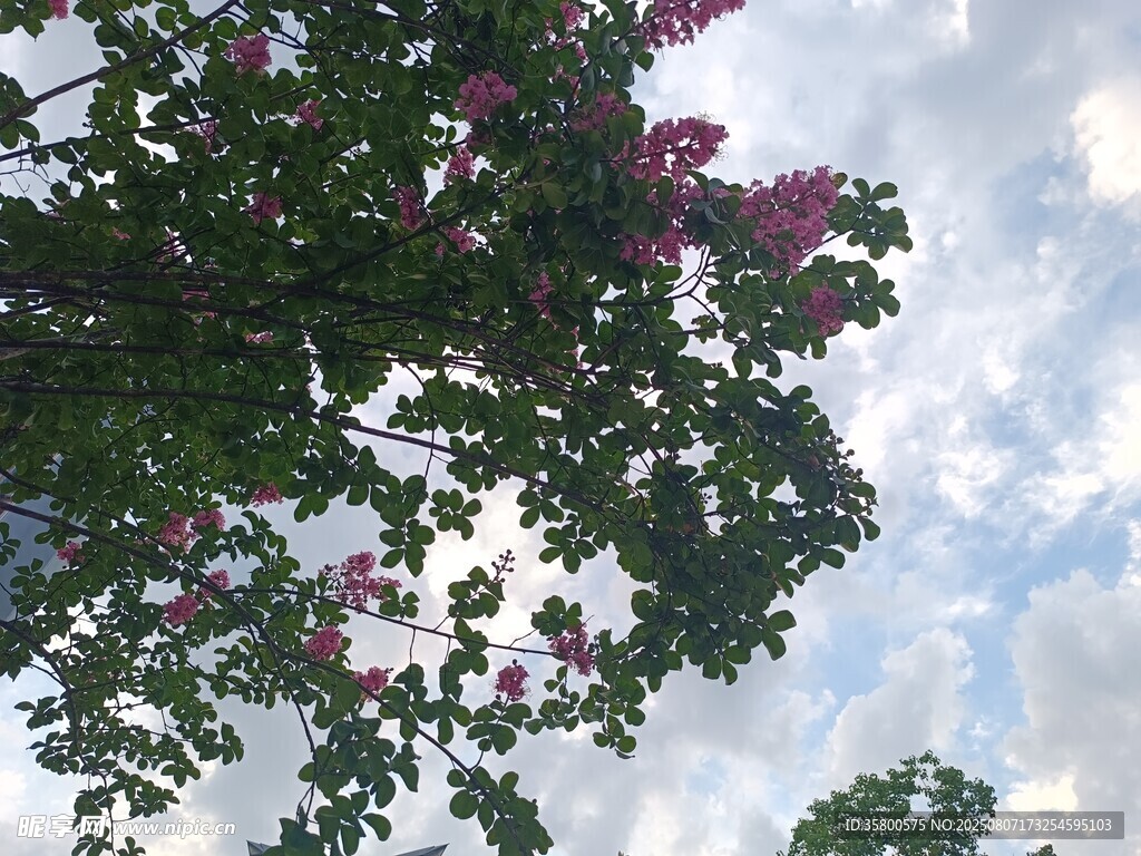 仰視繁花與藍(lán)天白云