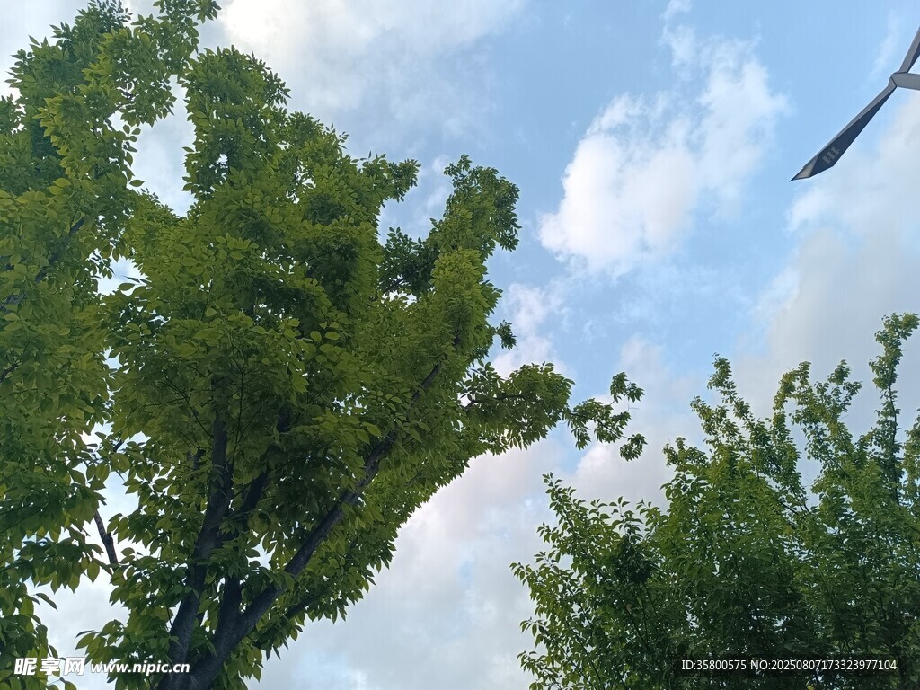 藍天綠樹間的飛機