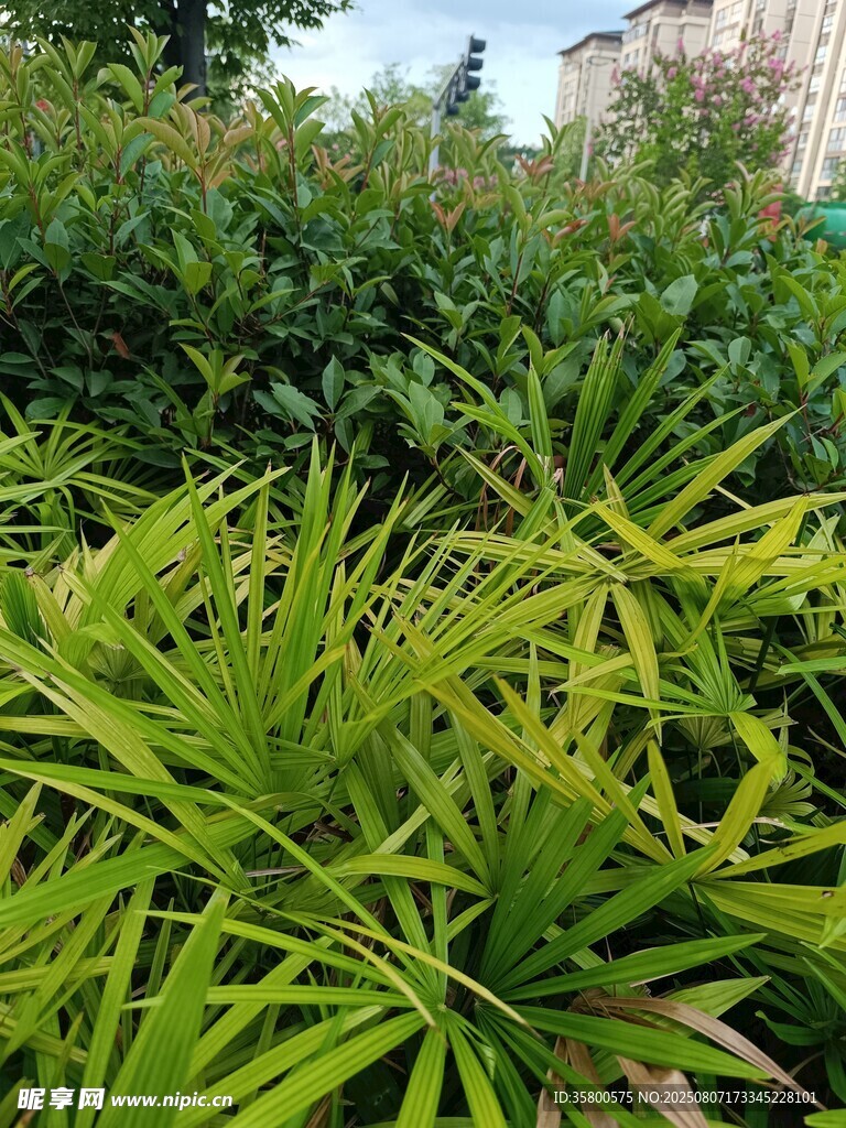 翠綠繁茂的熱帶植物景觀