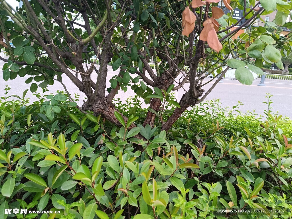 綠葉叢中的繁茂樹木