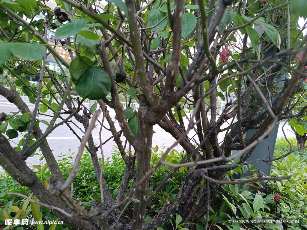 繁茂綠植中的曲折枝干