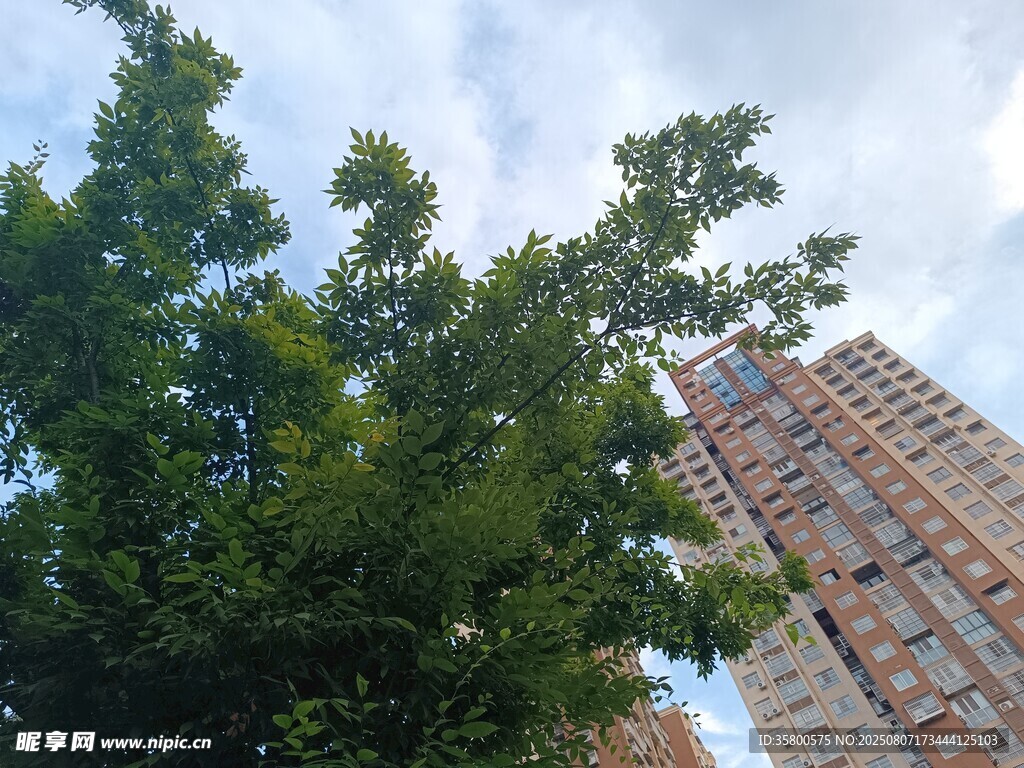 綠樹映襯下的高樓