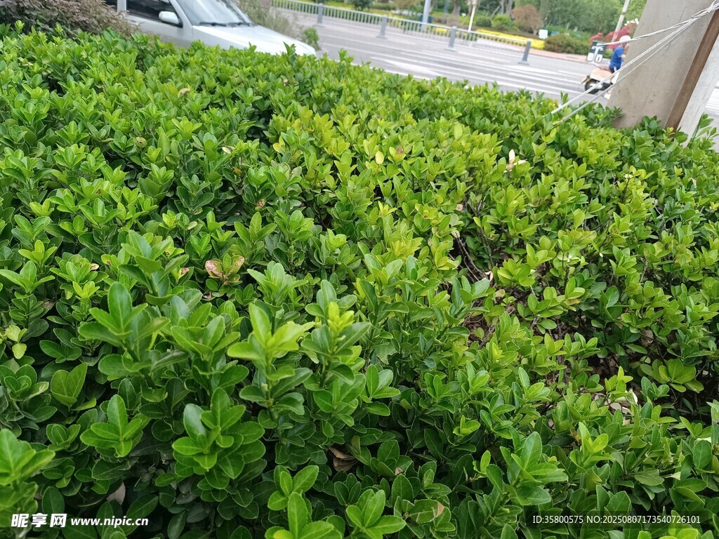 翠綠繁茂的灌木叢