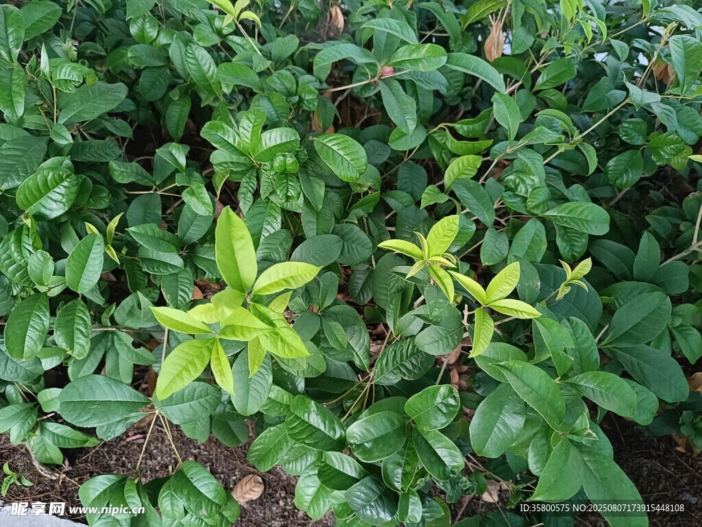綠葉叢中的嫩黃小花