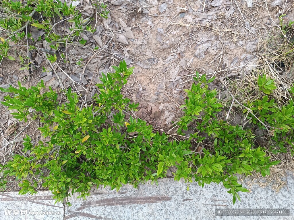 巖石邊的翠綠植物