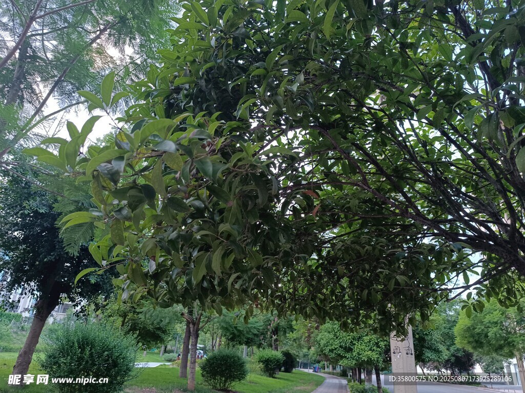 綠意盎然的園林樹木景觀