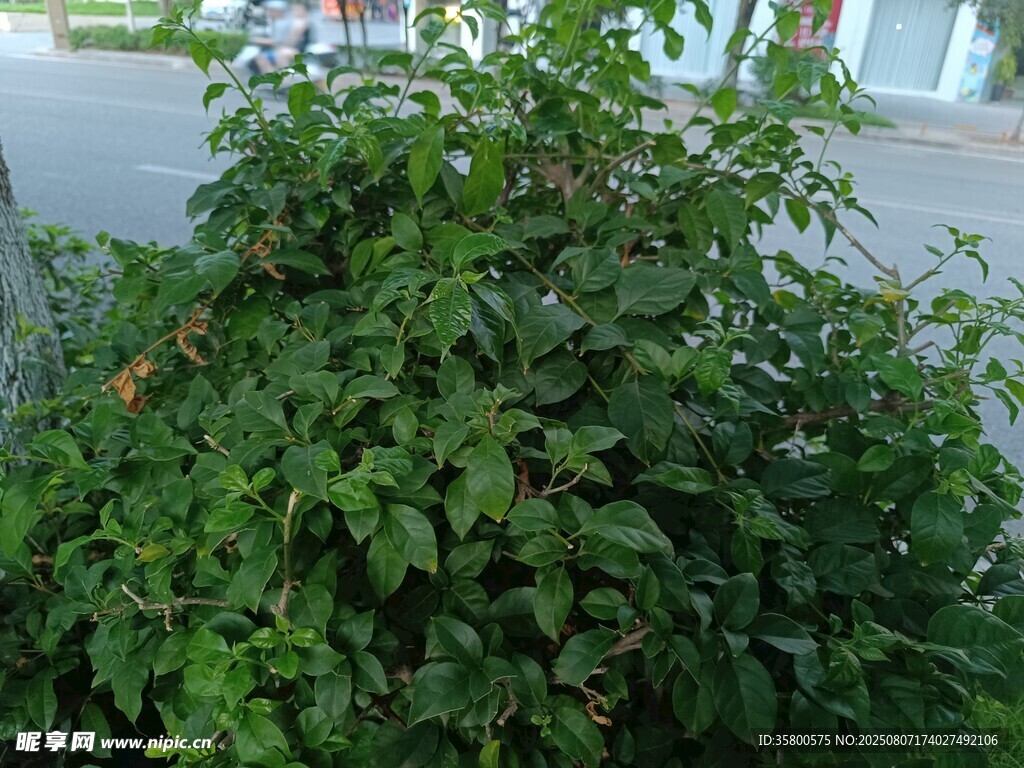 綠葉繁茂的灌木叢