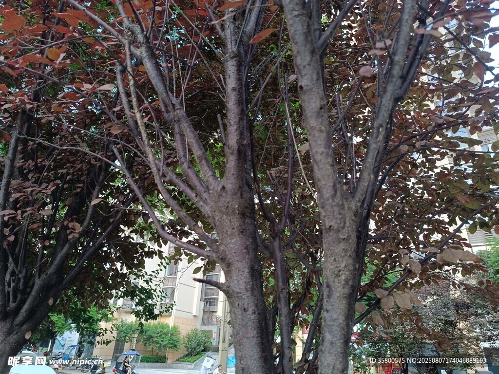 秋日街頭的斑斕樹木