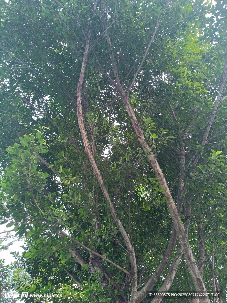 彎曲樹干與繁茂綠葉