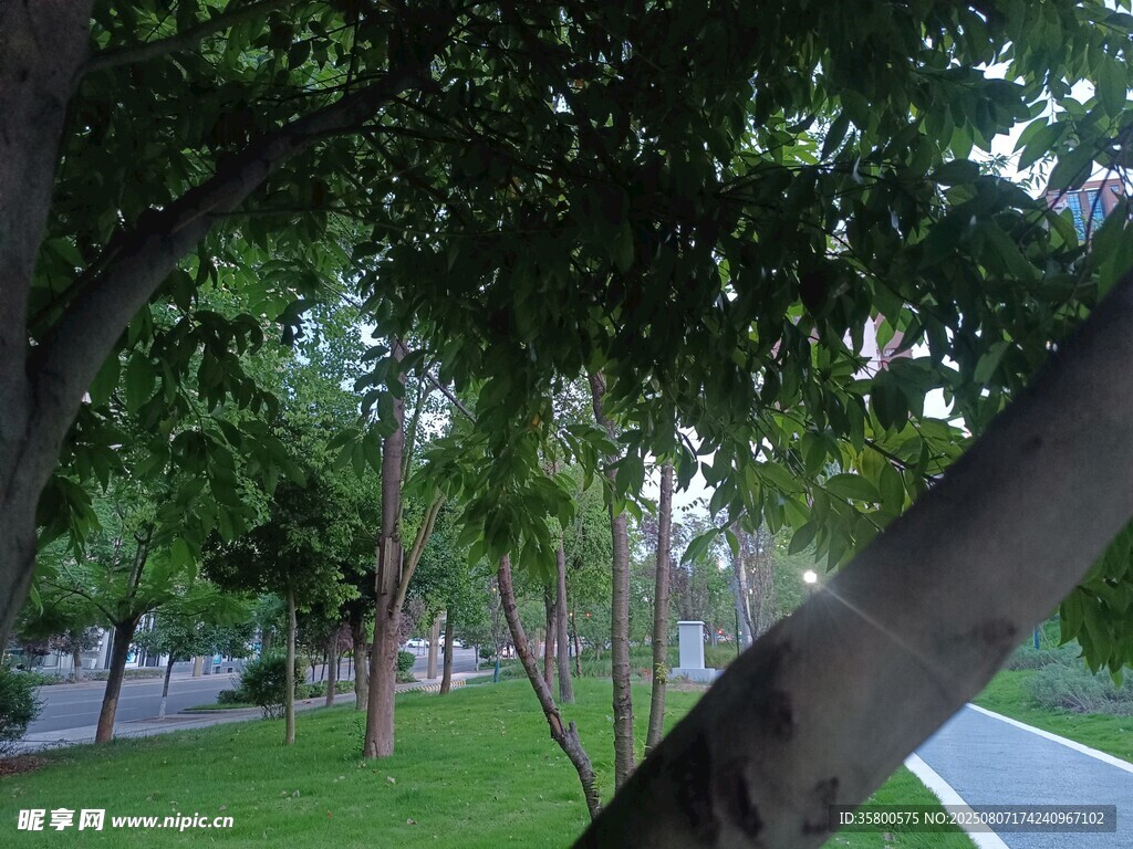 林蔭下的清新綠意小道