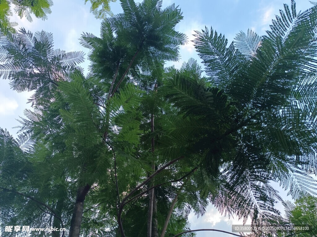 高大挺拔的熱帶棕櫚樹(shù)