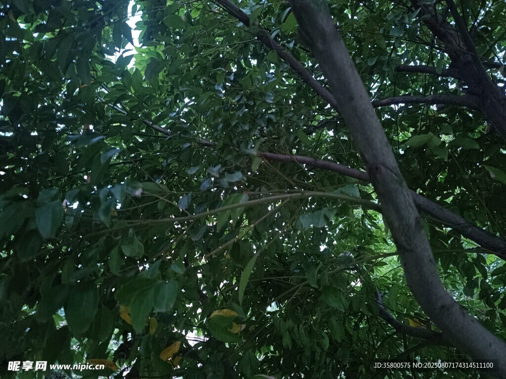 繁茂枝葉下的彎曲樹(shù)干