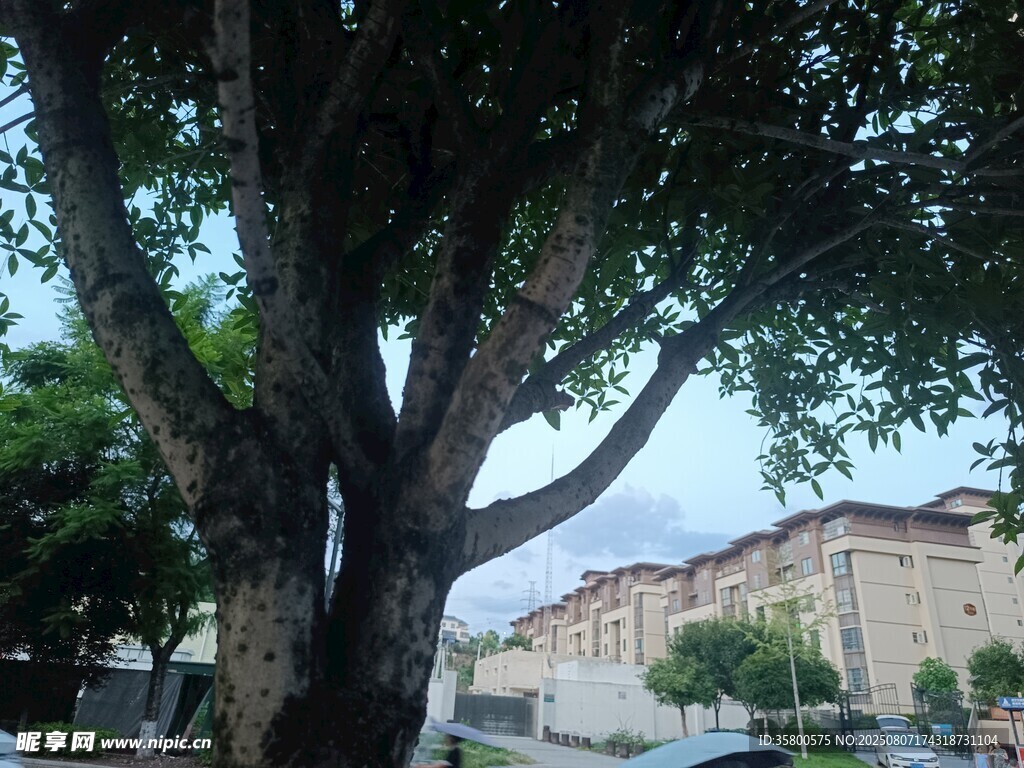 街道旁茂盛大樹與建筑