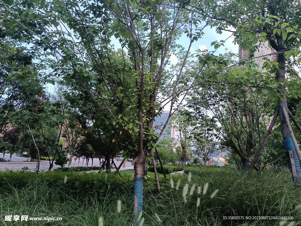 夏日林蔭下的清新自然景