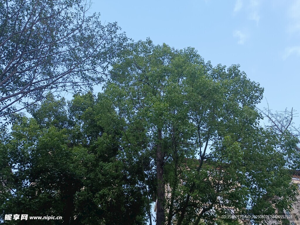 藍天綠樹景象