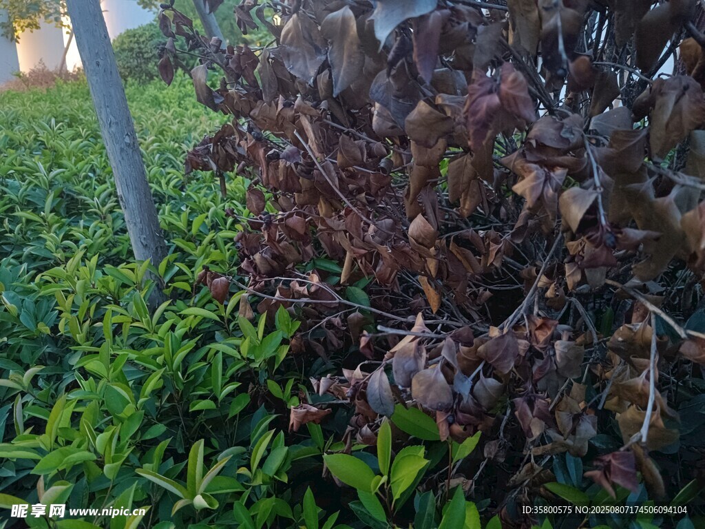 多彩植物景觀