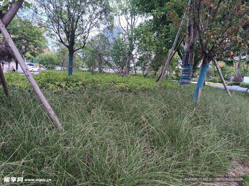 公園草地與樹(shù)木景觀