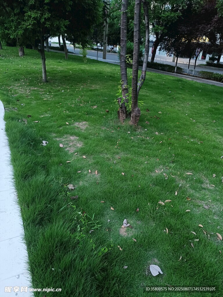 戶外草地場景