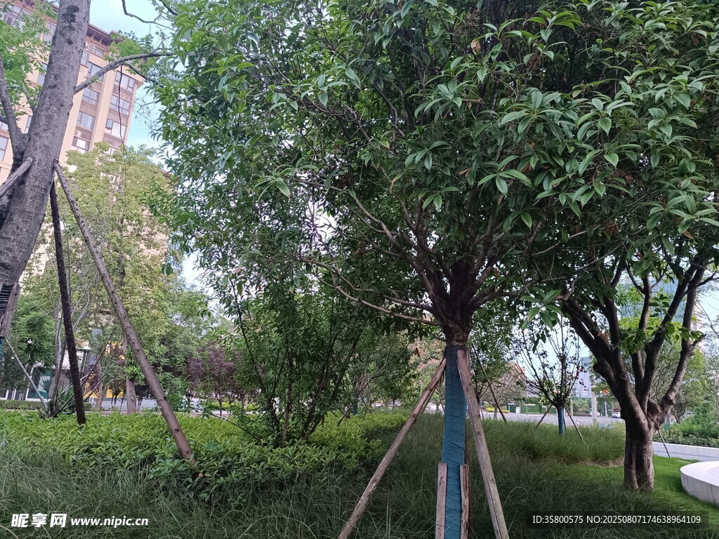 城市中蔥郁的綠樹景觀