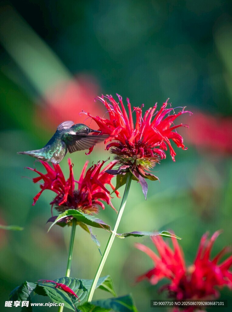 蜂鳥停駐紅花朵間
