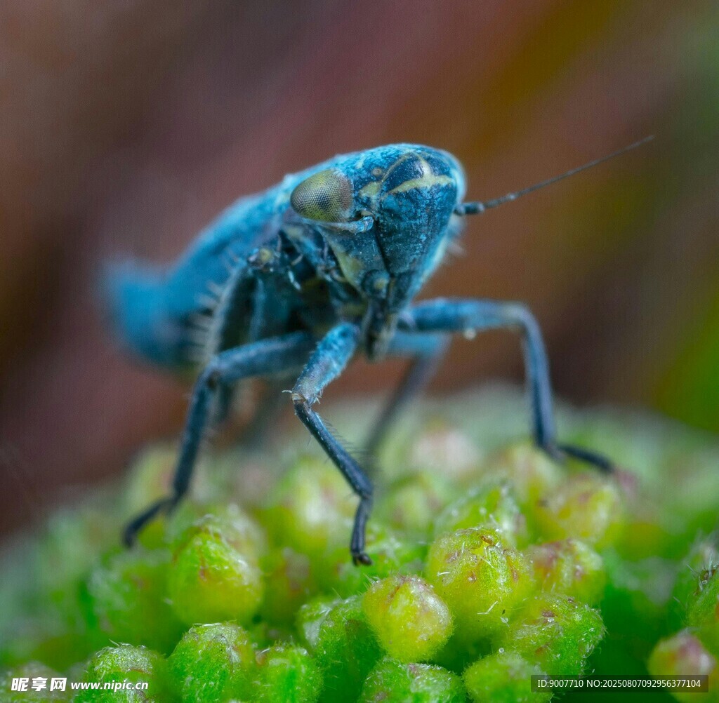 藍(lán)色昆蟲立于綠色植物上