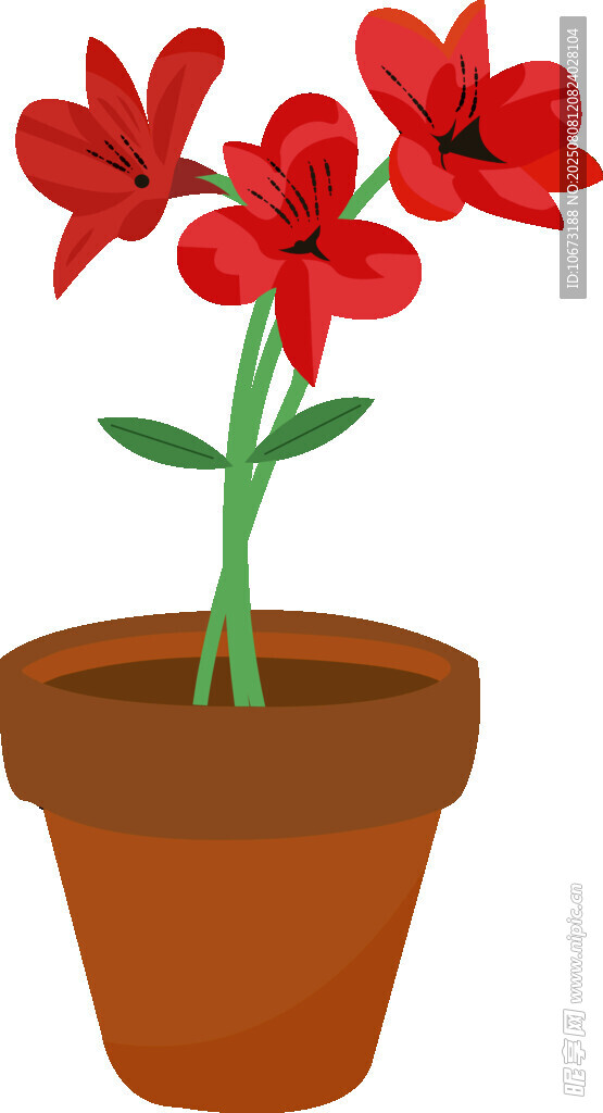 花盆中的紅色花卉