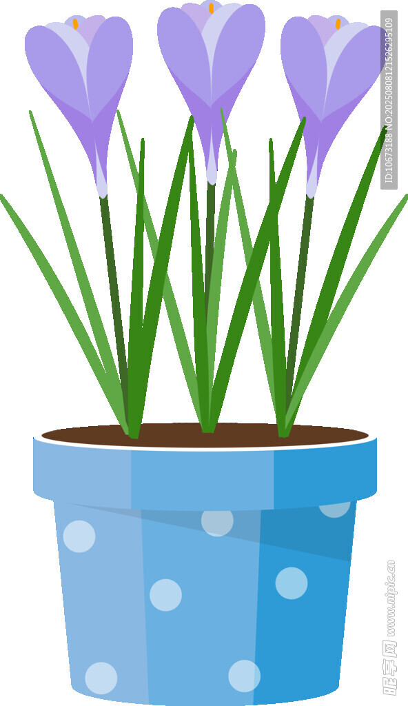 藍(lán)盆紫花盆栽植物