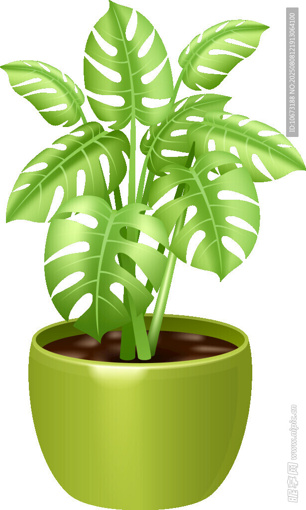綠色盆栽植物