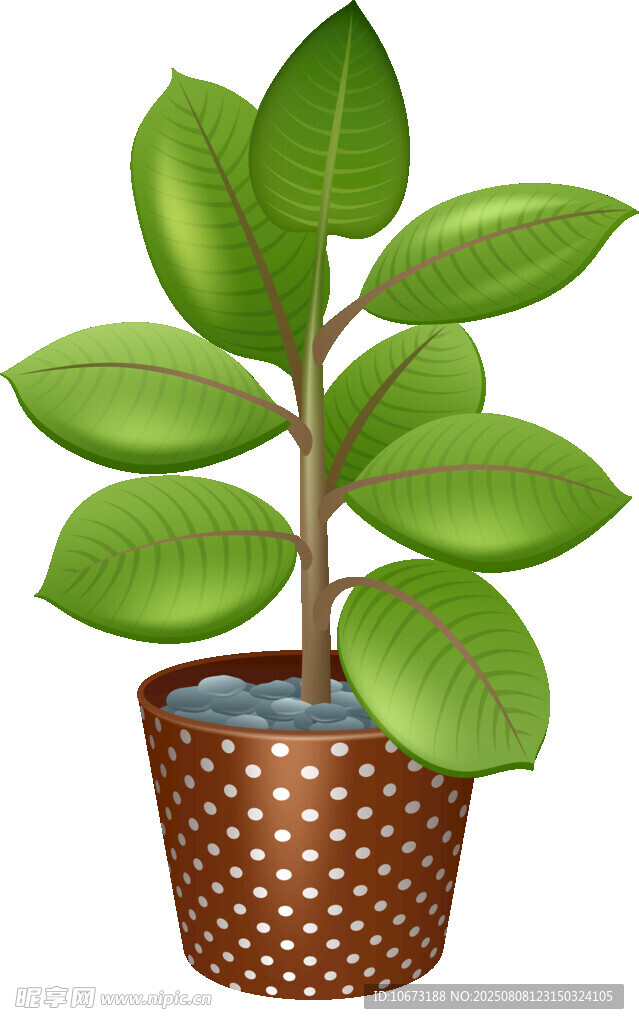 盆栽綠植