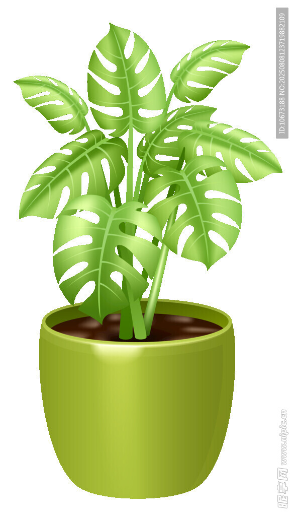 綠色盆栽植物