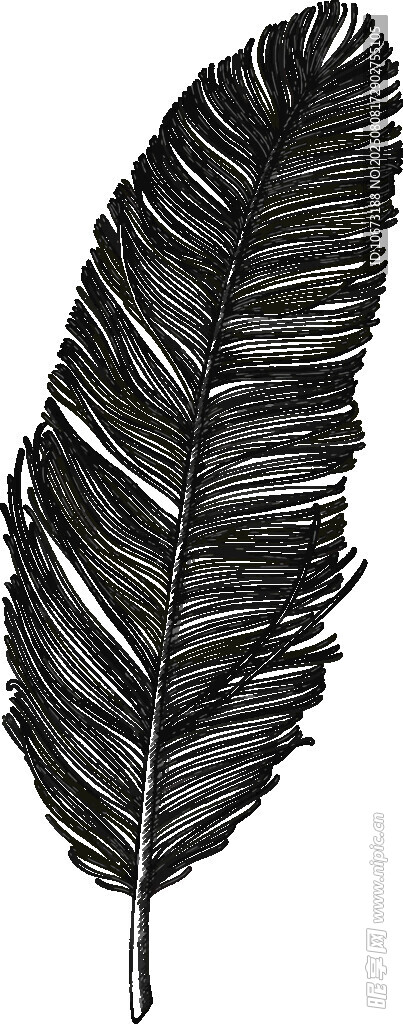 黑色羽毛插畫
