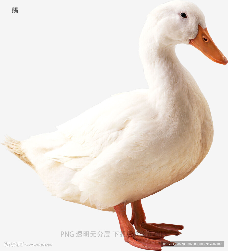 鵝