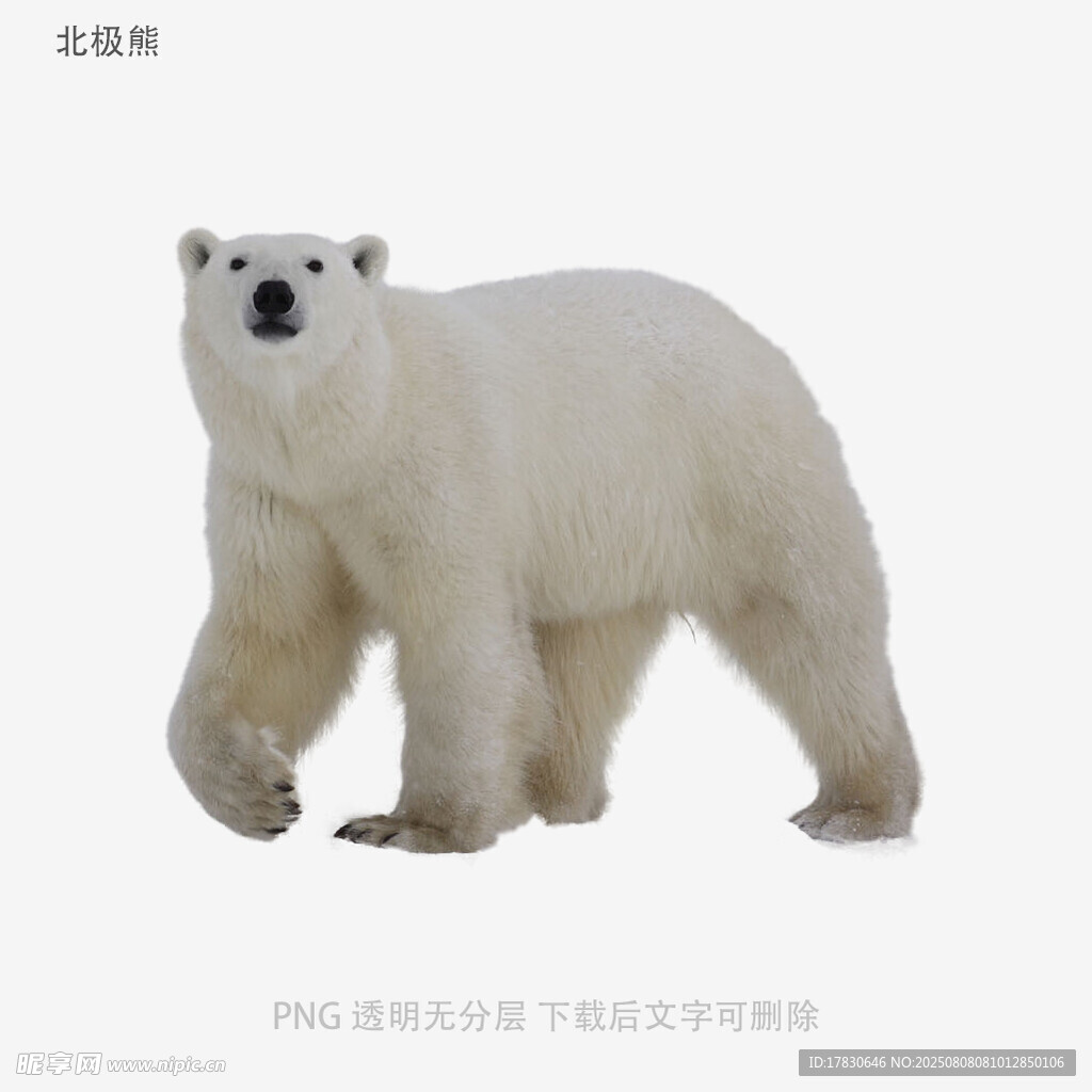 北極熊
