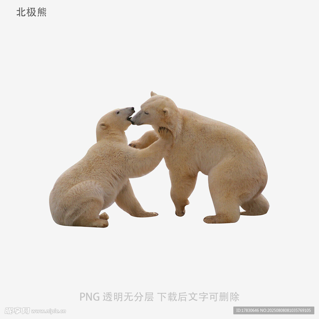 北極熊