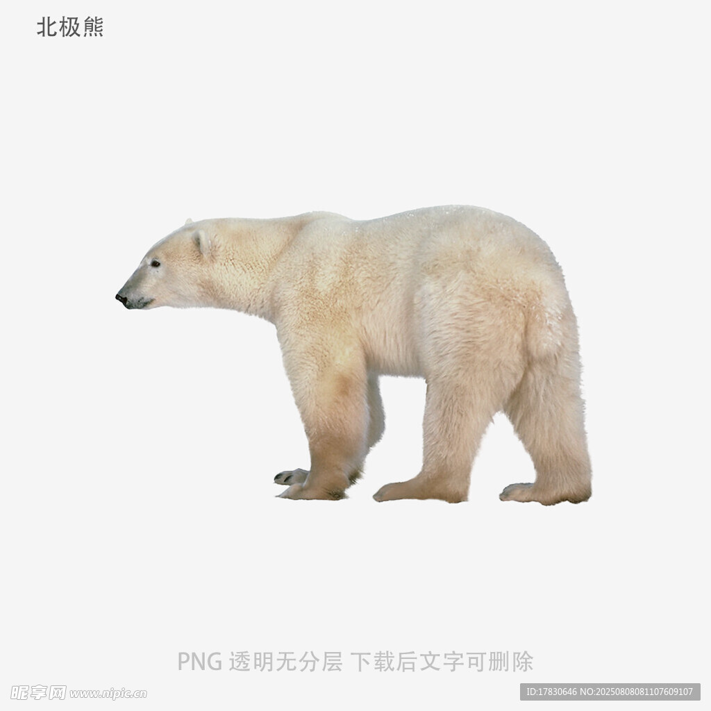 北極熊