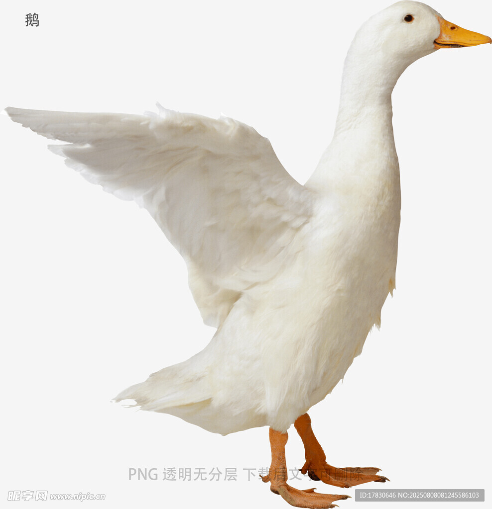 鵝